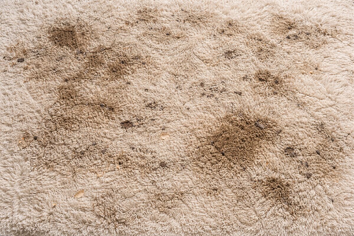 Halı yıkama öncesi kirli halı